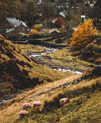 Sheeps grazing in the pasture with brook. Small village seen nearby.