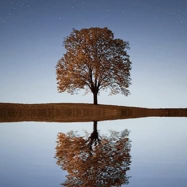 Tree and its reflection in the water.